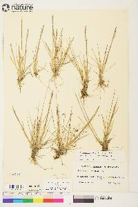 Deschampsia brevifolia image