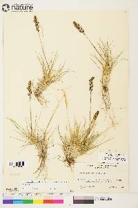 Deschampsia brevifolia image