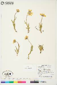 Arnica angustifolia image