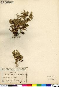 Cryptogramma acrostichoides image