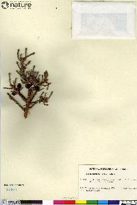 Picea mariana image