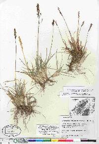 Deschampsia brevifolia image