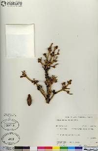 Picea glauca image