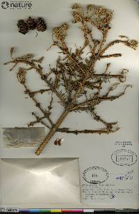 Picea glauca image