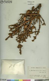 Picea mariana image