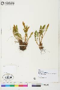 Woodsia ilvensis image