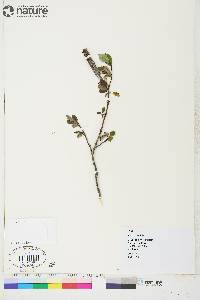 Salix arctophila image