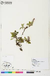 Salix arctophila image