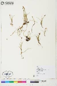 Carex gynocrates image