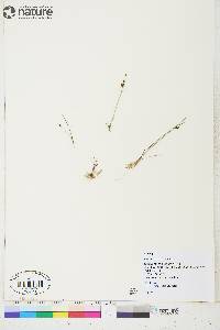 Juncus alpinoarticulatus image