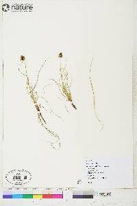 Carex maritima image