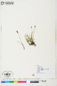 Carex scirpoidea image