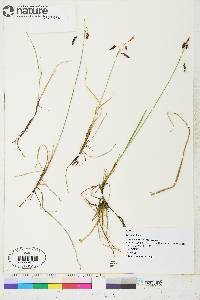 Carex rariflora image