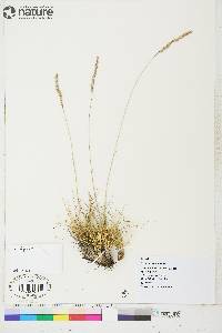 Festuca saximontana image