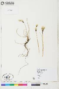 Eriophorum angustifolium image