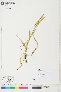 Luzula parviflora image