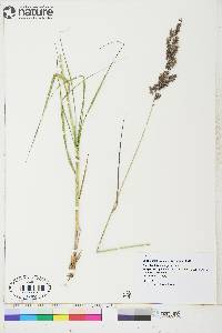 Calamagrostis canadensis subsp. langsdorffii image