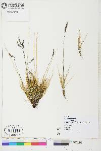 Festuca brachyphylla image