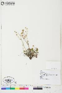 Potentilla arenosa image