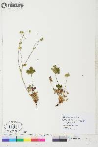 Potentilla arenosa image