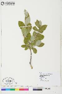 Salix glauca subsp. glauca image