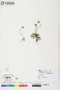 Antennaria monocephala image