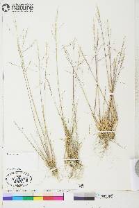 Puccinellia deschampsioides image