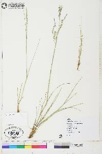 Puccinellia deschampsioides image