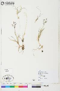 Poa arctica subsp. caespitans image