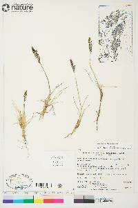 Deschampsia brevifolia image