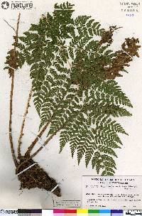 Dryopteris expansa image