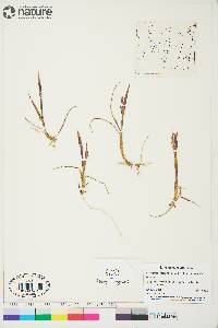 Arctagrostis latifolia subsp. latifolia image