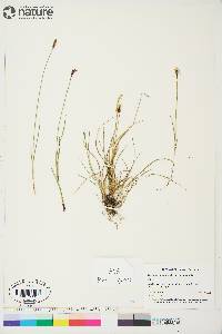 Carex scirpoidea image