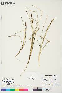 Carex rotundata image