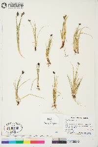 Carex holostoma image