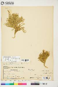 Diphasiastrum complanatum image