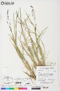 Festuca altaica image