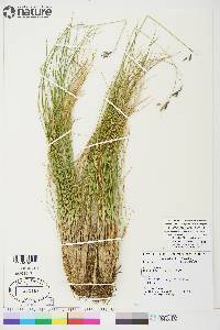 Festuca altaica image