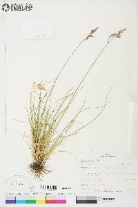 Festuca altaica image