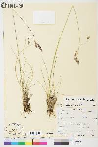 Festuca altaica image