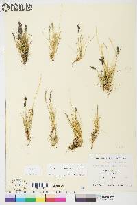 Festuca baffinensis image