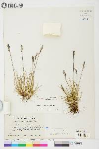 Festuca baffinensis image