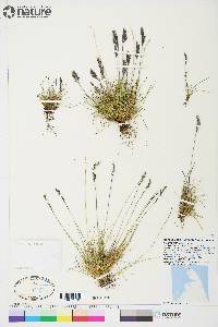 Festuca baffinensis image