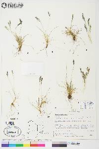 Festuca baffinensis image