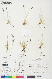 Festuca baffinensis image