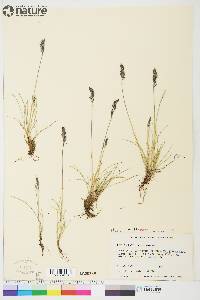 Festuca baffinensis image