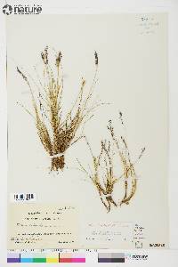 Festuca brachyphylla image