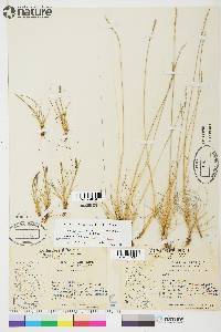 Festuca brachyphylla image