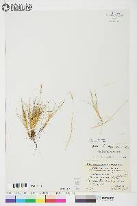 Festuca brachyphylla image