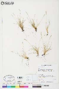 Festuca brachyphylla image